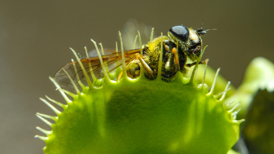 A wasp stuck in a venus flytrap.