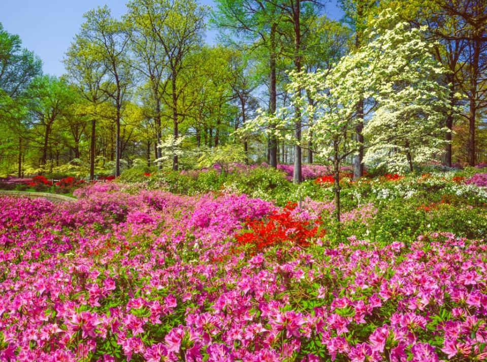 Spring blossoms of Dogwood trees and Azaleas fill Byrd Park, Richmond Virginia