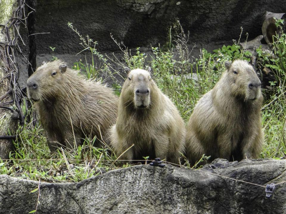 水豚密切關注「屁孩集團」老大，防止被霸凌。（圖／台北市立動物園提供）