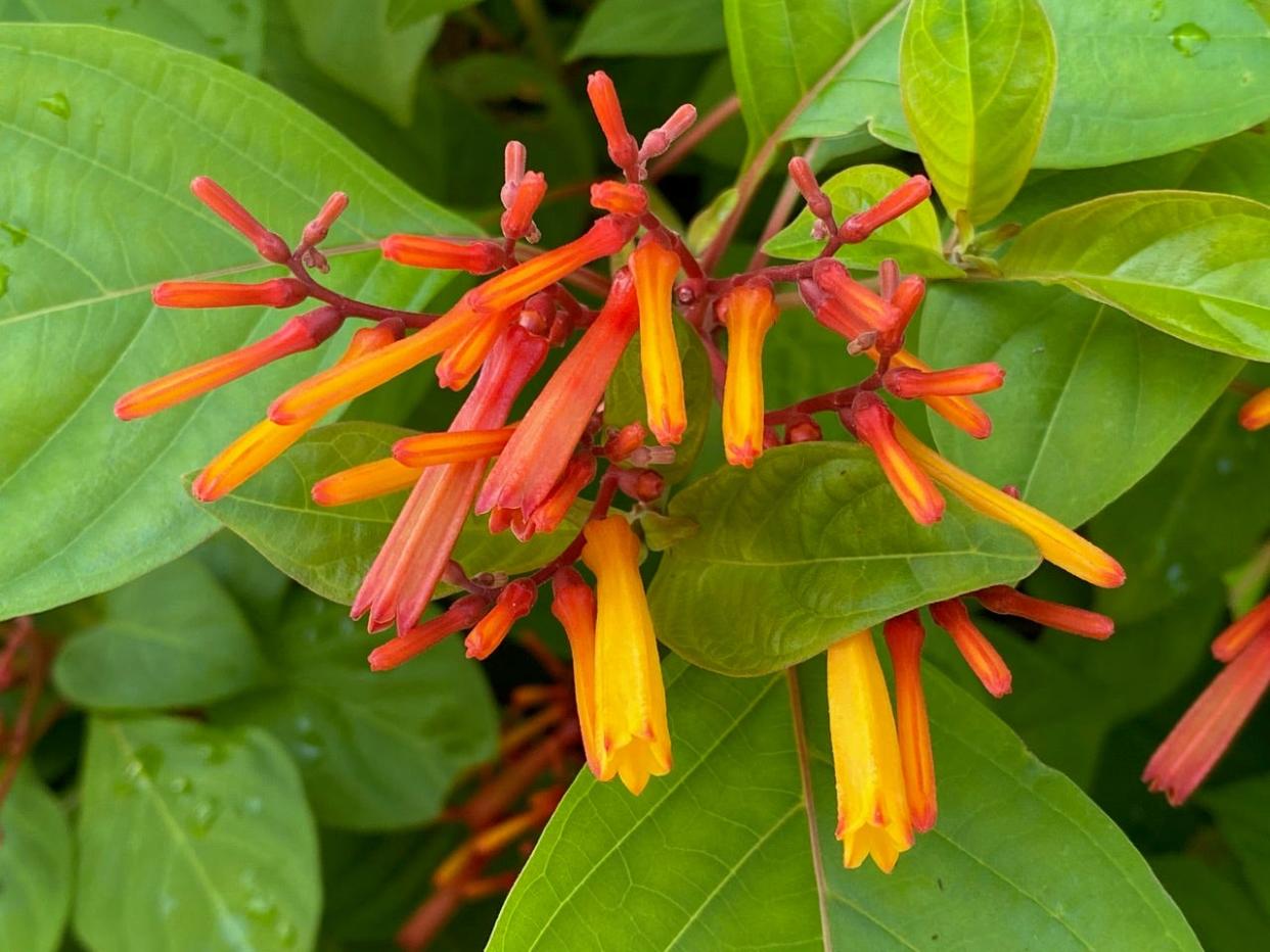 Blossoms of native firebush add striking color to your garden while attracting numerous pollinators and hummingbirds.