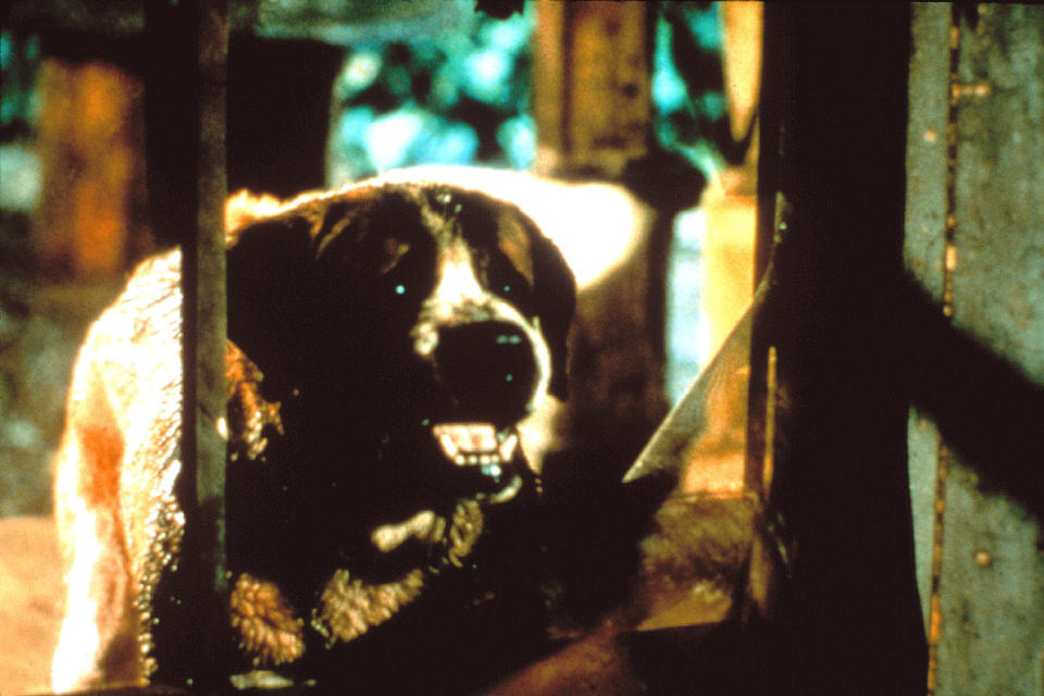 Cujo baring his teeth in the film