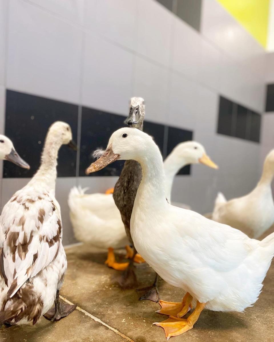 Ducks staying at the Best Friends Pet Hotel.