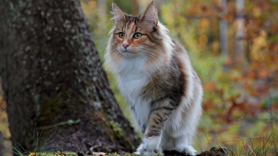 Norwegian forest cat