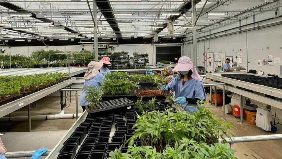Workers tend to cannabis plants inside one of Natura’s 22 buildings on its Elder Creek Road campus in 2022. The city shut down the operations at its 11.5-acre Morrison Creek campus over code violations.