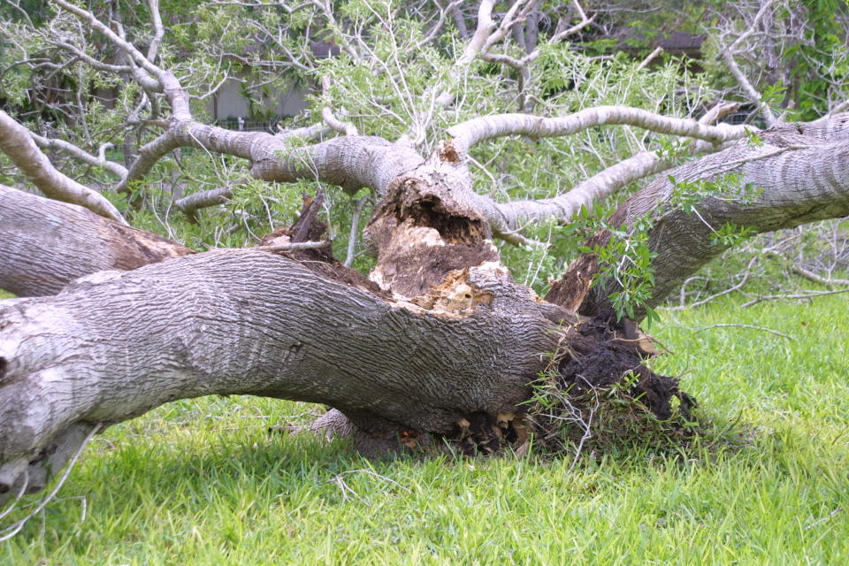 1920px-Hurricane Emily tree Mexico