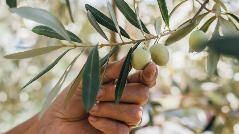 Person picking olives