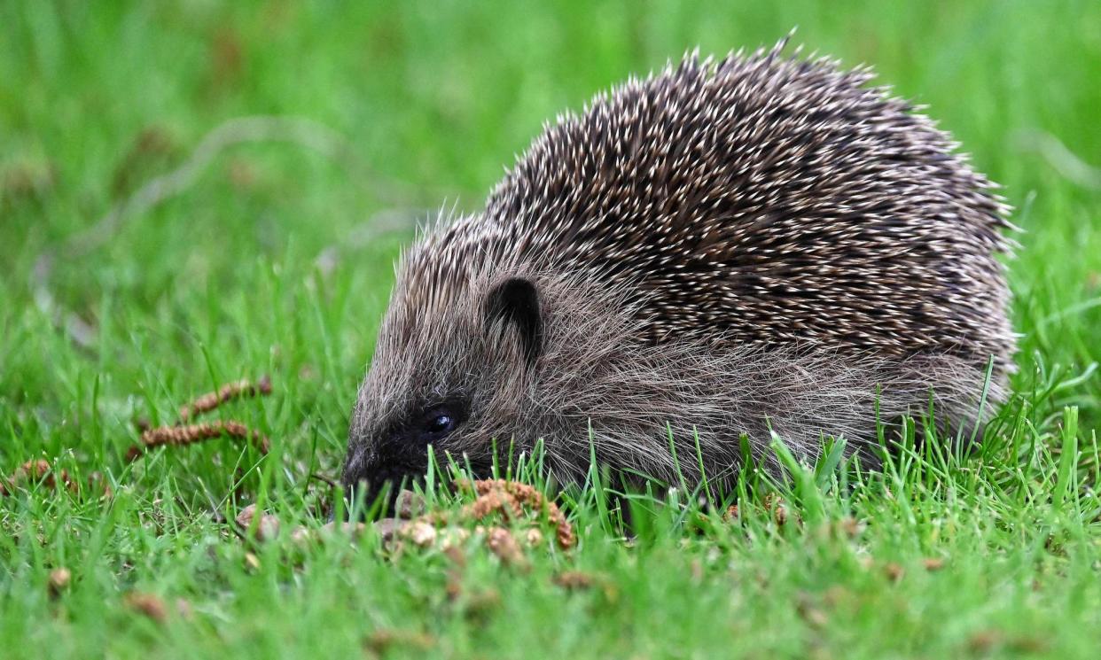 <span>The scheme hopes to be able to produce estimates of hedgehog populations in different habitats across the country.</span><span>Photograph: Denis Charlet/AFP/Getty Images</span>