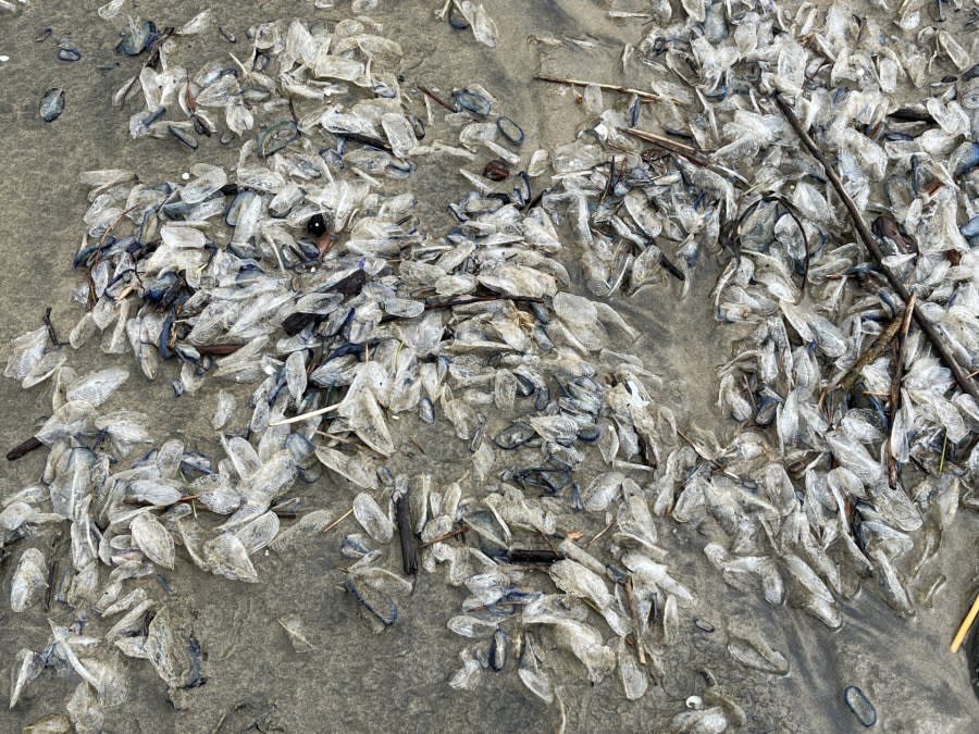 By-the-wind sailors begin to stink as they die-off after washing ashore. (Pictures takes on March 3, 2024 by Oregon State Parks.)