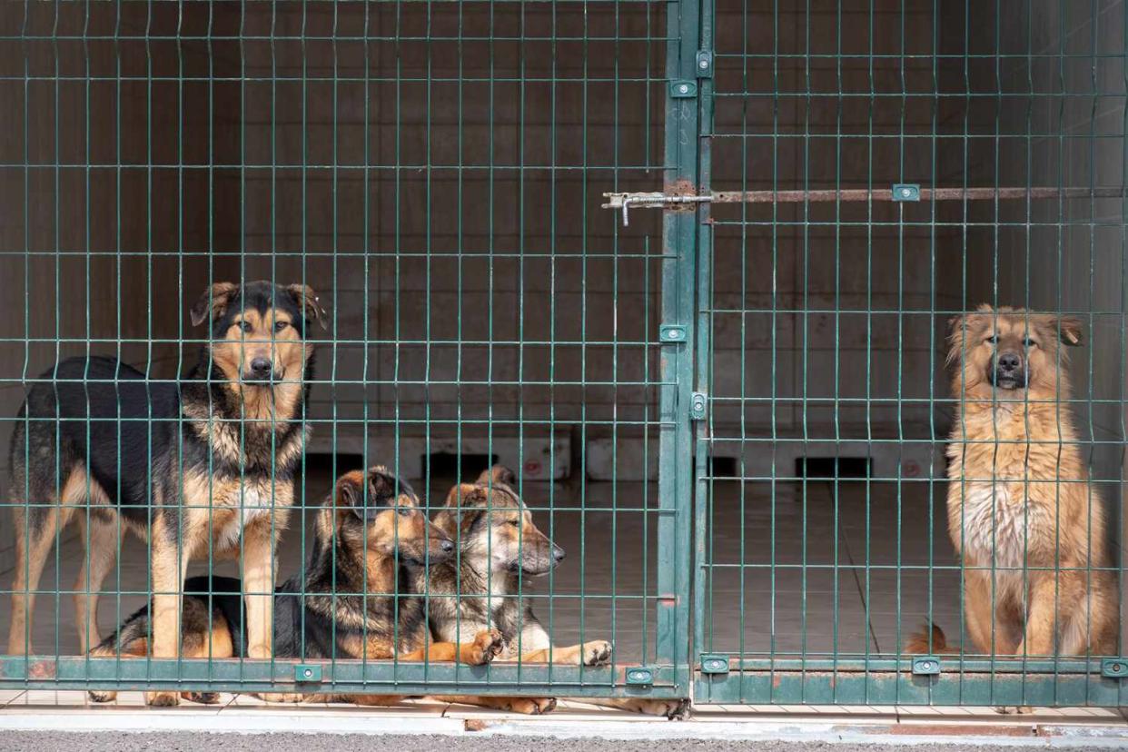 Four dogs in an animal shelter kennel