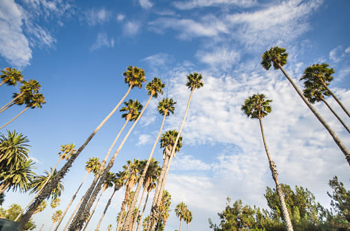 Here’s why Los Angeles wants to replace its iconic palm trees with something more practical