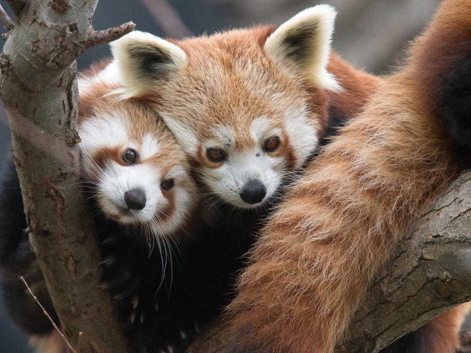 red panda cub with mother