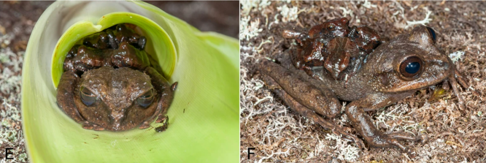 A female Stefania maccullochi hiding in a tube-like plant and carrying four babies on its back.