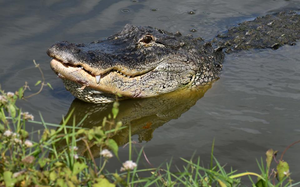 One of several alligators to be seen along the 2-mile loop around the Ritch Grissom Memorial Wetlands at the western end of Wickham Road in Viera. This bird watcher and wildlife area is currently closed to vehicles, but is open to pedestrians and those on bicycles.