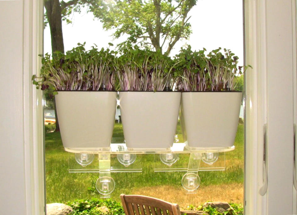 <body> <p>Even traditionally "brown" thumbs can pull off a window garden when the planter fronts the work. Take this aquaphoric setup: Its steady supply of water means less stress for you and for your thirsty plants. (And a separate <a rel="nofollow noopener" href=" http://amzn.to/2bOvGU3" target="_blank" data-ylk="slk:Veg Ledge;elm:context_link;itc:0;sec:content-canvas" class="link ">Veg Ledge</a> can ensure a prime location for the greenery in your sunniest window!) A bargain all on its own, the $10 planter even comes with a pack of fiber soil to get you growing. <em>Available on <a rel="nofollow noopener" href=" http://amzn.to/2bcxKda" target="_blank" data-ylk="slk:Amazon;elm:context_link;itc:0;sec:content-canvas" class="link ">Amazon</a>; $10.</em> </p> <p><strong>Related: <a rel="nofollow noopener" href=" http://www.bobvila.com/slideshow/12-clever-ideas-for-a-space-smart-garden-50206?#.V8EEdJMrKRs?bv=yahoo" target="_blank" data-ylk="slk:12 Clever Ideas for a Space-Smart Garden;elm:context_link;itc:0;sec:content-canvas" class="link ">12 Clever Ideas for a Space-Smart Garden</a> </strong> </p> </body>