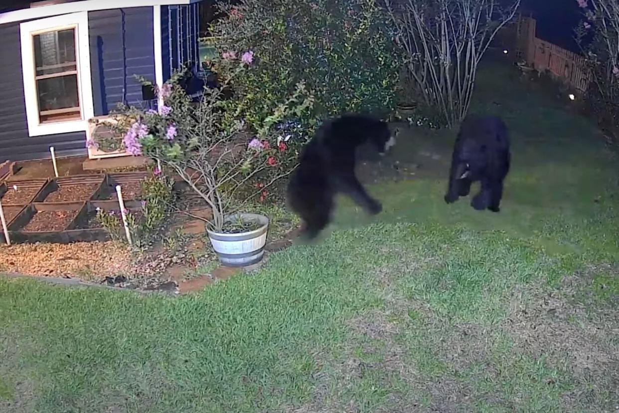 Watch an Epic Battle Between Two Black Bears Filmed in a Florida Backyard photo