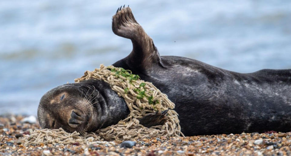 A seal spotted caught in netting on the beach.