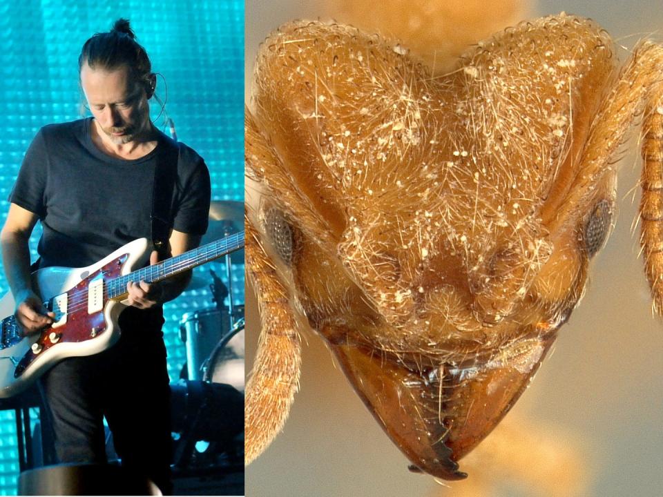 A side-by-side image of the band Radiohead performing and the Sericomyrmex radioheadi ant.