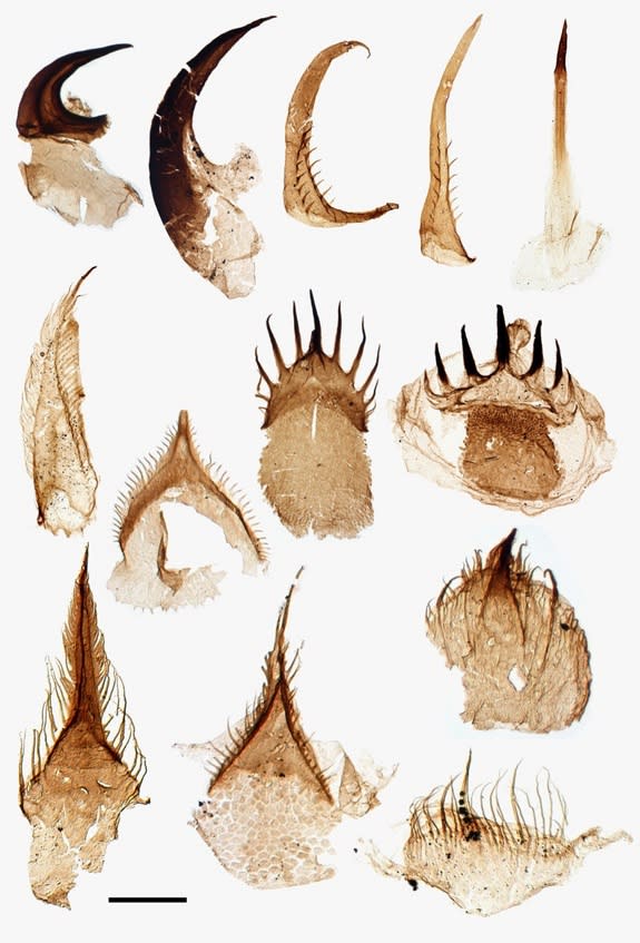 This is what the fossilized teeth of Ottoia prolifica look like under a microscope.