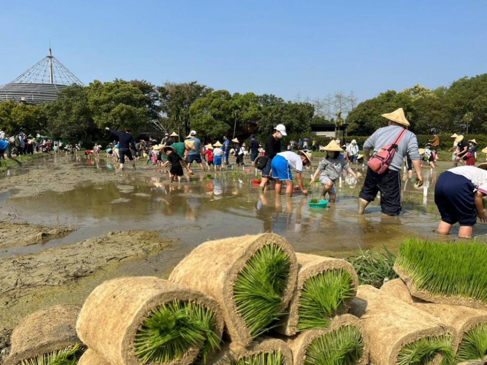 屏東六堆客家文化園區農事學堂「插秧體驗」吸引民眾熱情參與。（記者鄭伯勝攝）