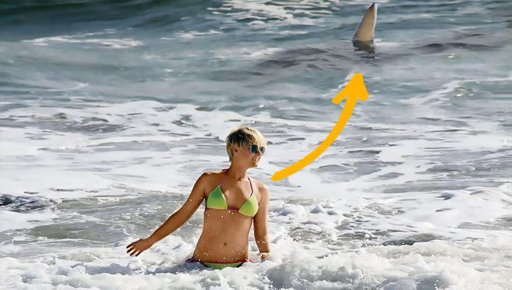 Simone Gutsche was oblivious to the tiger shark just a few feet behind her (Picture: CEN)