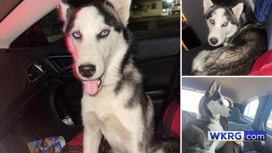 Photos of Fang, a beloved husky who’s been missing for more than two months. (Courtesy of Faith Lane)