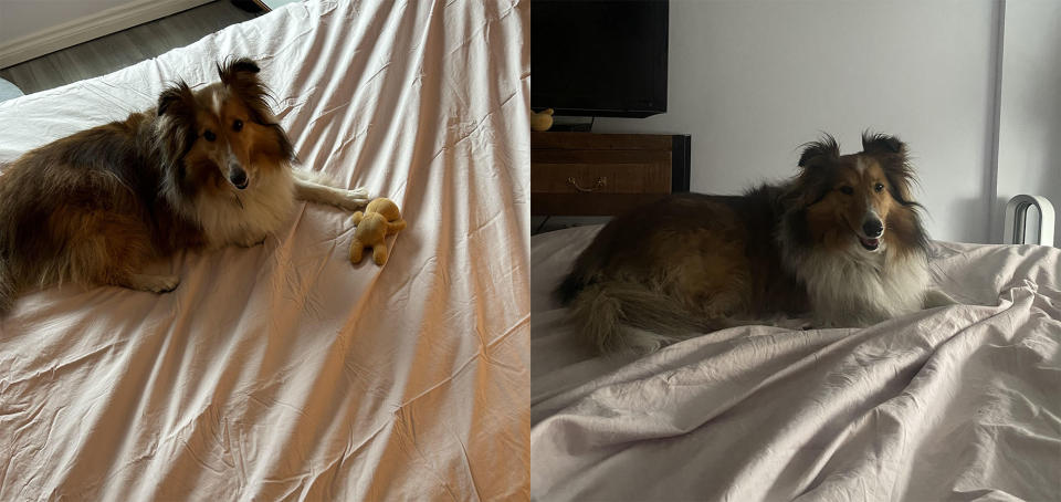 My sheltie, Luna, immediately approved — and the sheets have held up well against her tiny claws and dirty fur.