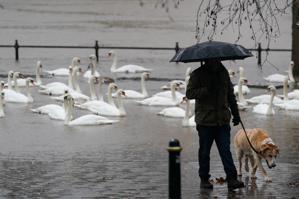 A man walks his dog by swans as the river levels along the Severn rise following heavy rain in Worcester. Picture date: Sunday December 10, 2023. (Photo by Jacob King/PA Images via Getty Images)
