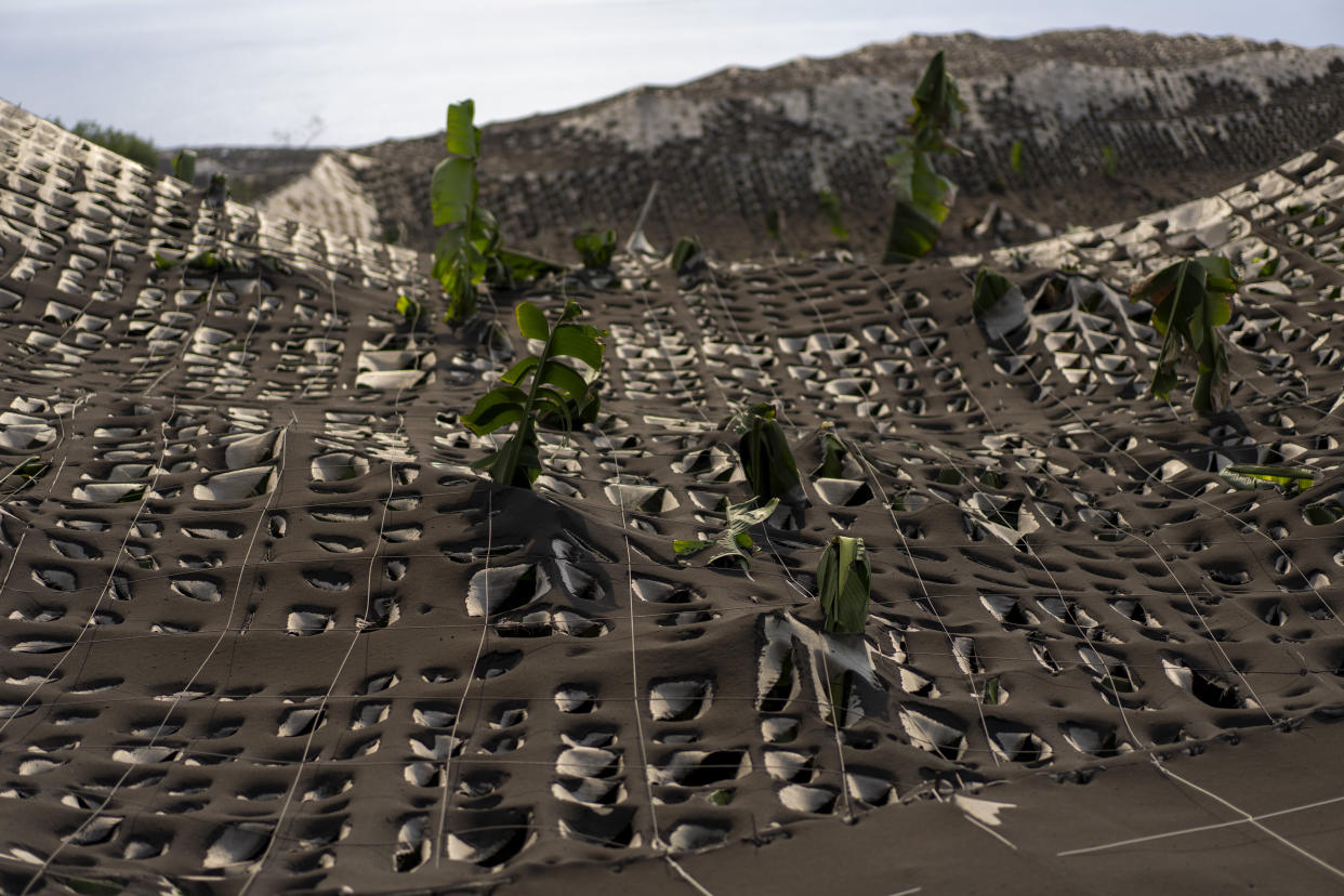 Ash from the volcano covers a banana plantation on the Canary island of La Palma, Spain, Sunday, Oct. 31, 2021. The volcano that has been roaring on Spain's La Palma for over six weeks has destroyed the livelihoods of thousands of farmers and workers who grow and sell the Canary Islands banana. So far, lava flows have covered over 390 acres of land dedicated to the cultivation of the sweet yellow fruit that feeds 30% of the economic motor of the Atlantic island. (AP Photo/Emilio Morenatti)