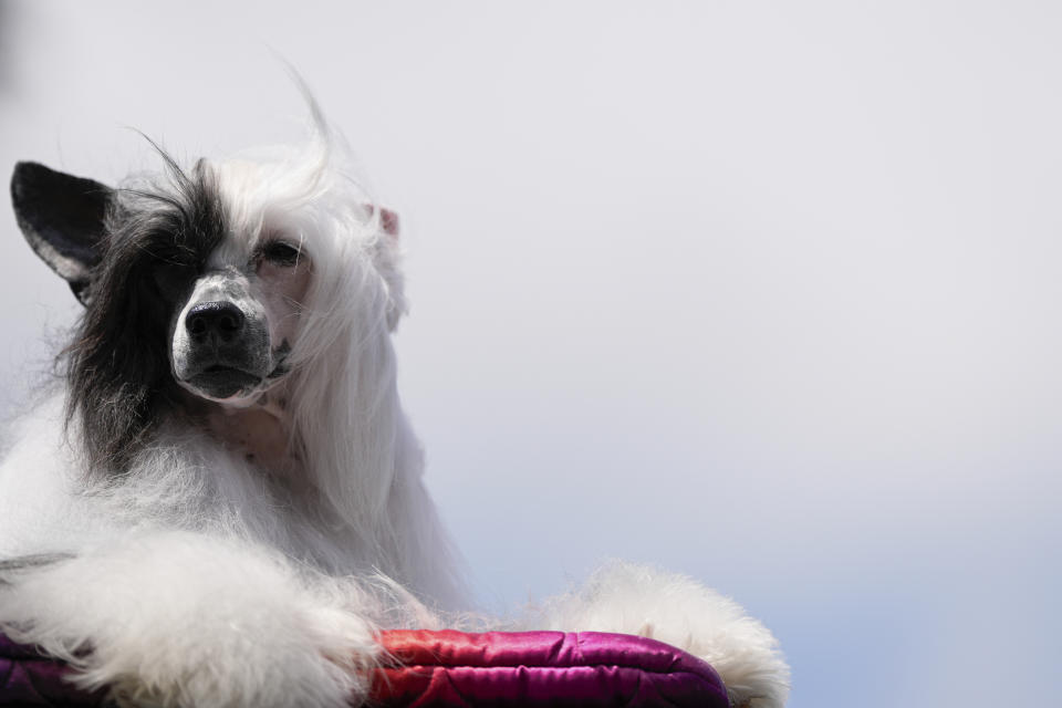 A dog watches breed group judging at the 148th Westminster Kennel Club Dog show, Monday, May 13, 2024, at the USTA Billie Jean King National Tennis Center in New York. (AP Photo/Julia Nikhinson)