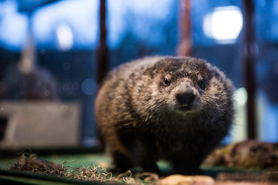 Staten Island Chuck (Photo: Andrew Burton/Getty Images)