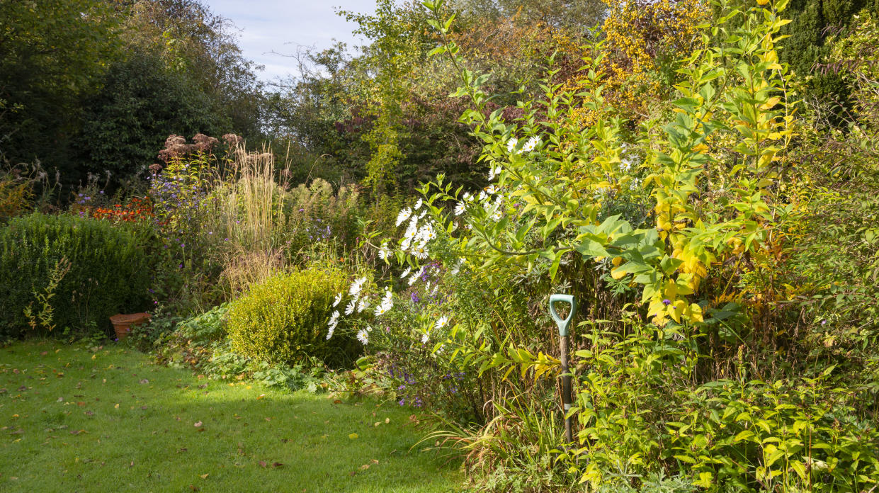  A lawn in the fall. 