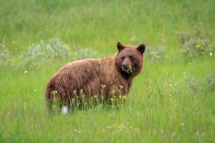 Cinnamon black bear having some breakfast along the Slough Creek Trail in Yellowstone National Park