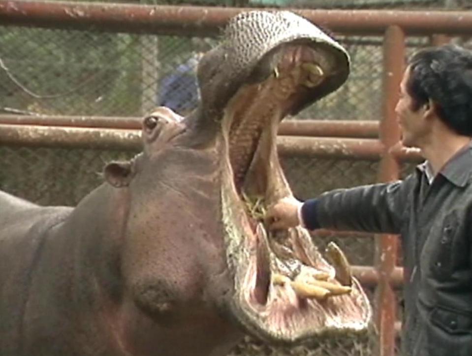 《動物管理員》將鏡頭對準整日與動物為伍的動物管理員。 （ TIDF提供）