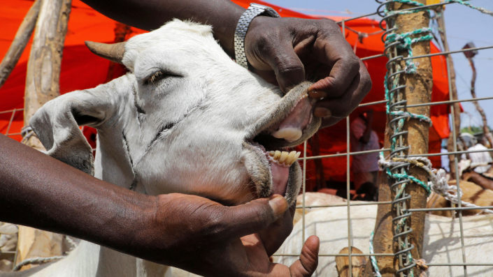 Someone opening a goat's mouth in Mogadishu, Somalia - Friday 8 July 2022