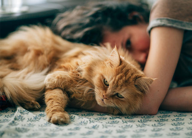 The 13 Best Cat Breeds for First-Time Owners - Affectionate Pet Cats