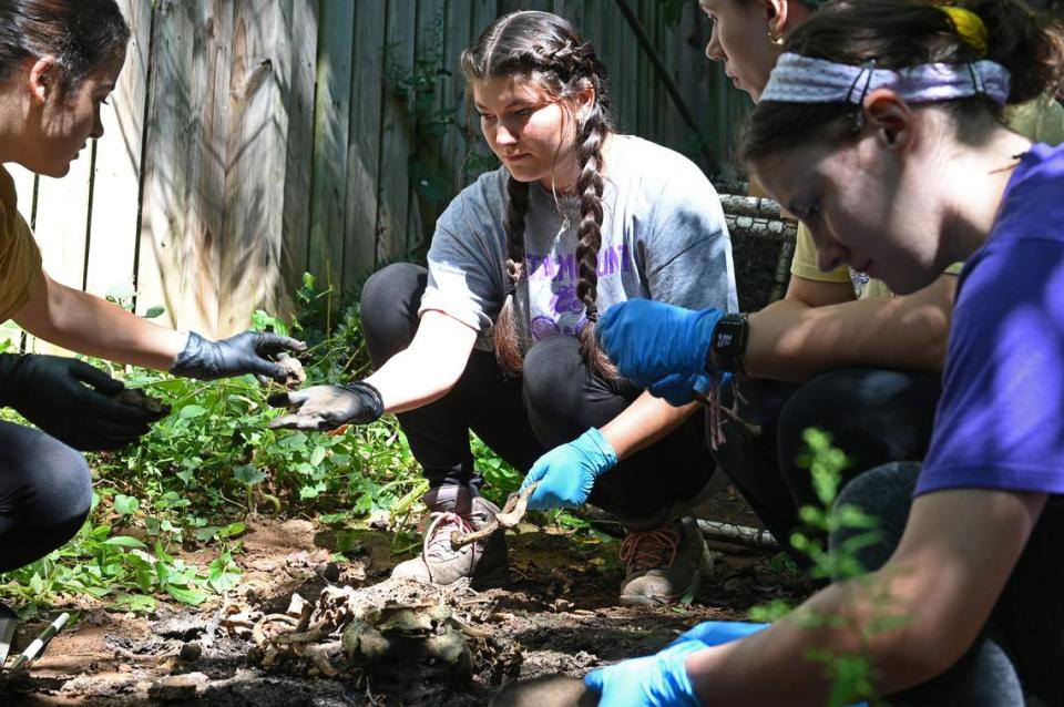 Alyvia Bridges, center, receives a bone fragment from a fellow student at the university’s Forensic Osteology Research Station (FOREST) in Cullowhee, NC on Friday, September 8, 2023.