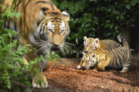 <p>Seven week old newborn Amur (Siberian) tiger cubs play with their mother Maruschka in their enclosure at Tierpark Hagenbeck on August 3, 2017 in Hamburg, Germany. (Photo: Christian Augustin/Getty Images) </p>