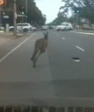 <p>Kangaroo filmed dodging traffic</p>