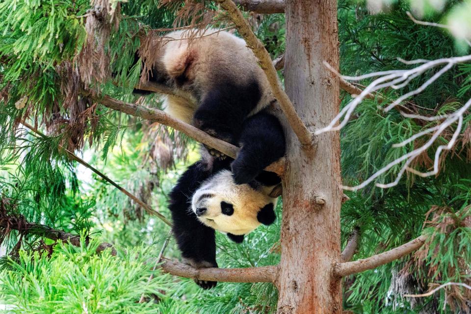 Giant Panda Xiao Qi Ji hangs upside down from a tree in its enclosure at the Smithsonian's National Zoo in Washington, D.C., on Nov. 7, 2023, the panda's final day of viewing before returning to China.