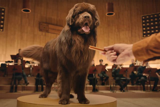 <p>PEDIGREE/YouTube</p> A dog being presented a treat in Pedigree's video