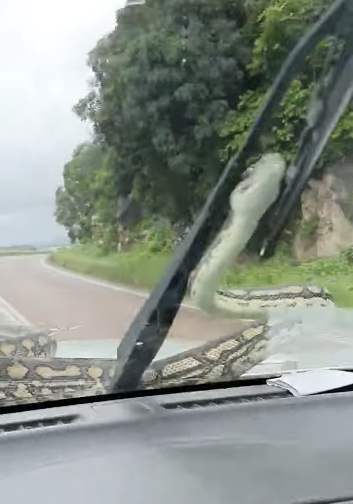 The driver was slammed for turning on the car's wipers, which hit the snake's body. Source: Facebook