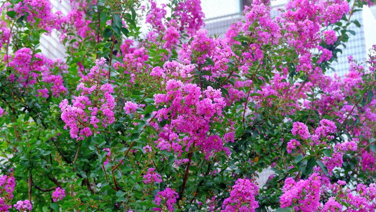 drought tolerant shrubs