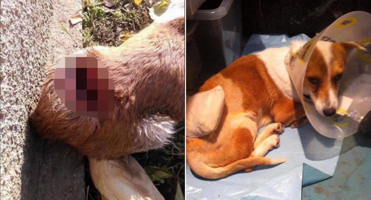 Sabby, a five-year-old female crossbreed, was found with a "horrific injury" after being attacked by a "psycho" who hated stray dogs in Romania. (SWNS)