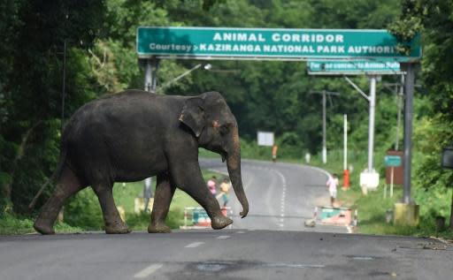 Five elephants killed by train in India