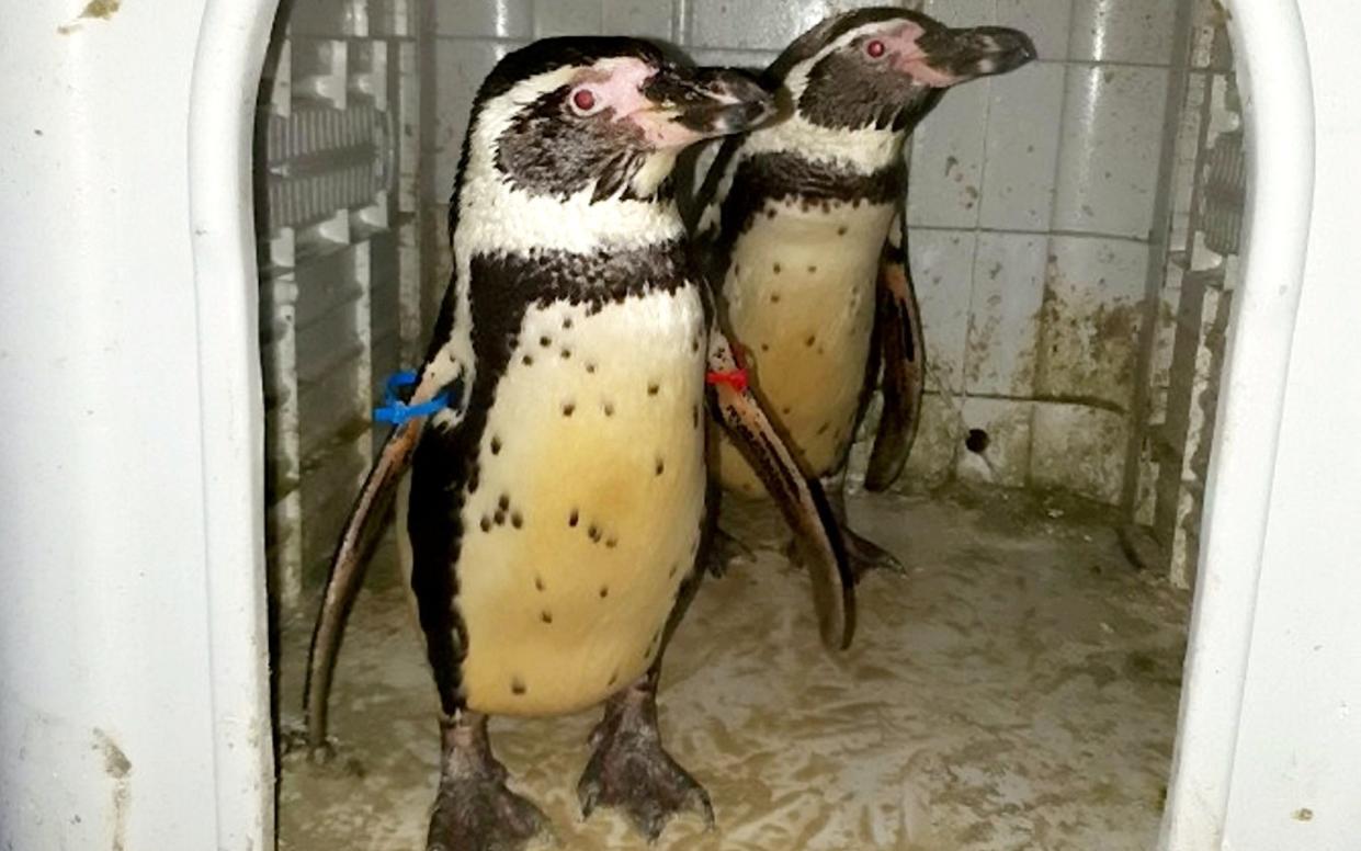 The pair of Humboldt penguins stolen by ex zookeeper Bradley Tomes - SWNS