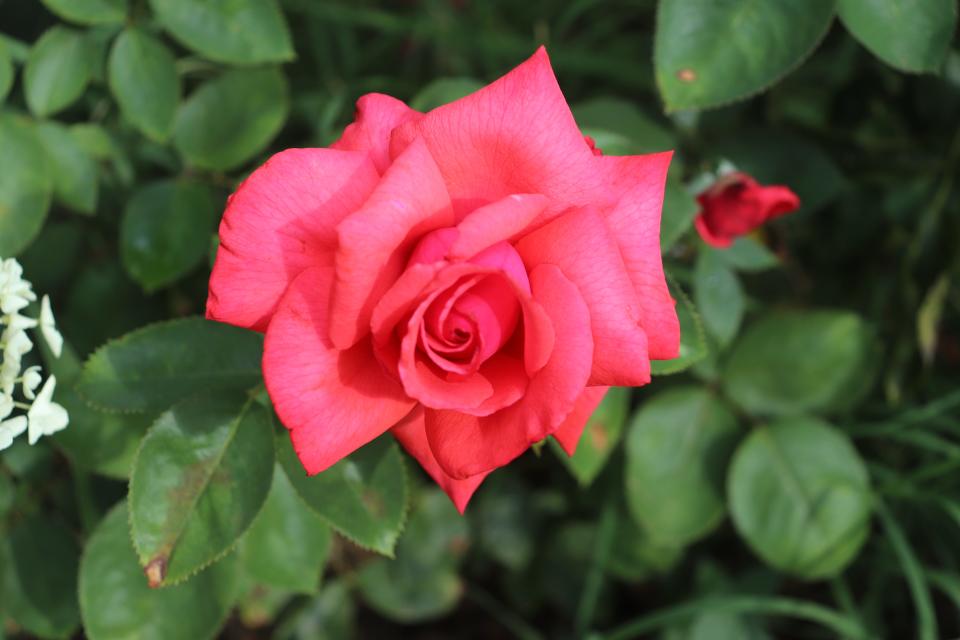 A close up image of a pink Dolly Parton rose.