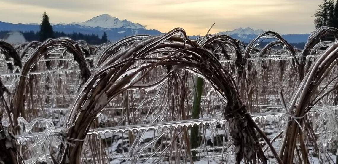 Frozen raspberry canes along Birch Bay-Lynden Road west of Lynden in 2018. The National Weather Service says an ice storm will hit Whatcom County mid-morning Friday, Dec. 23.