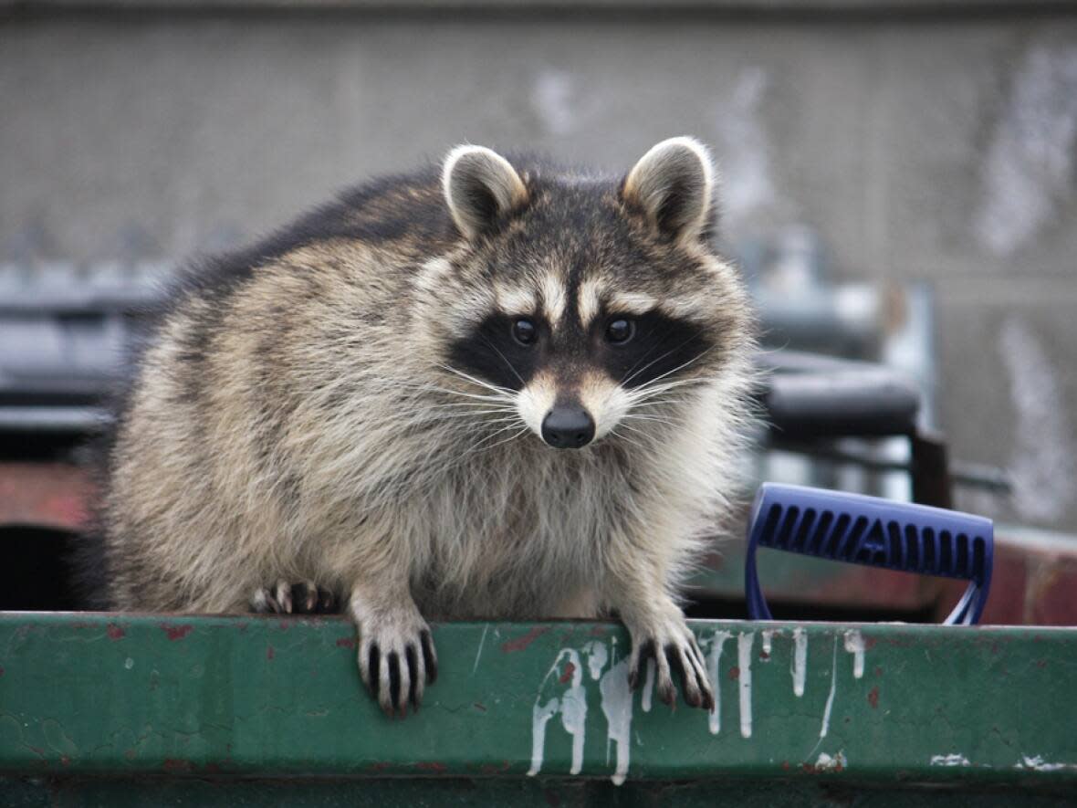 Toronto Public Health says people in the city should avoid touching raccoons. (Shutterstock - image credit)