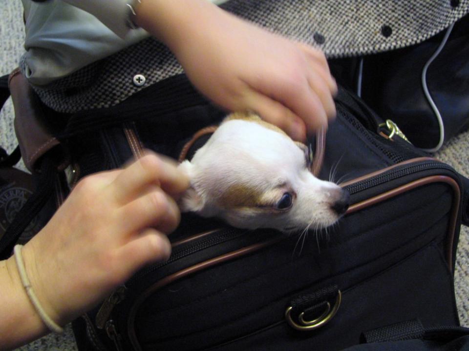 Some pet owners feel that airlines are bullying people into not bringing their pets on board. Shutterstock