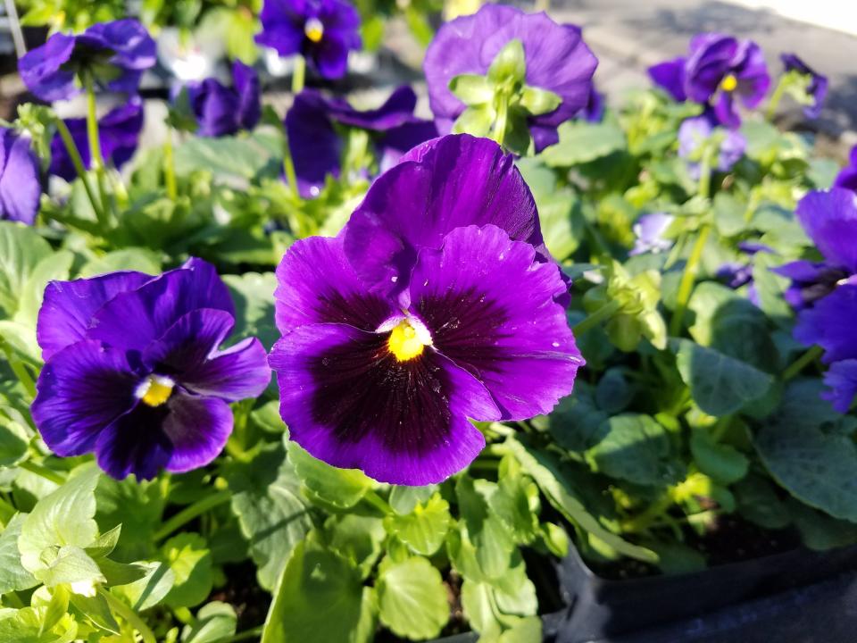 Pansies add color to your January landscape.